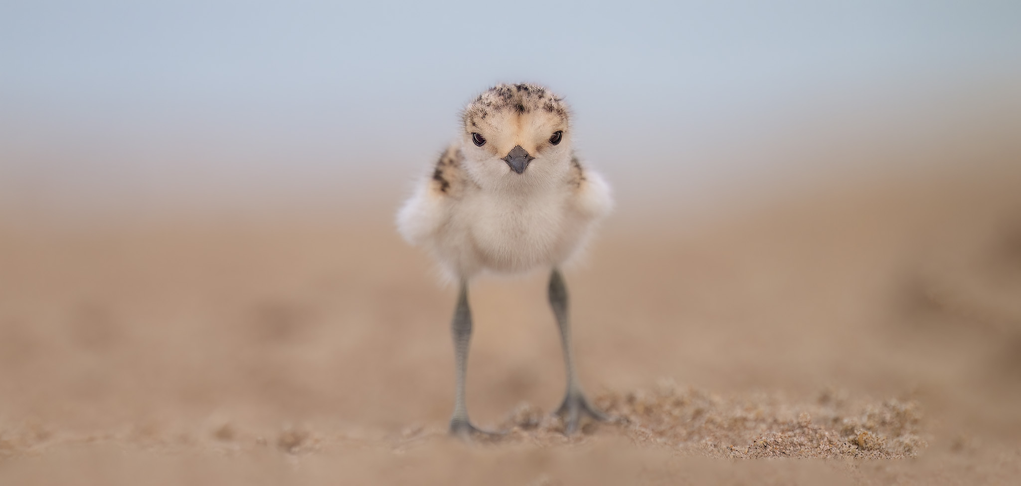 Plover Pullet