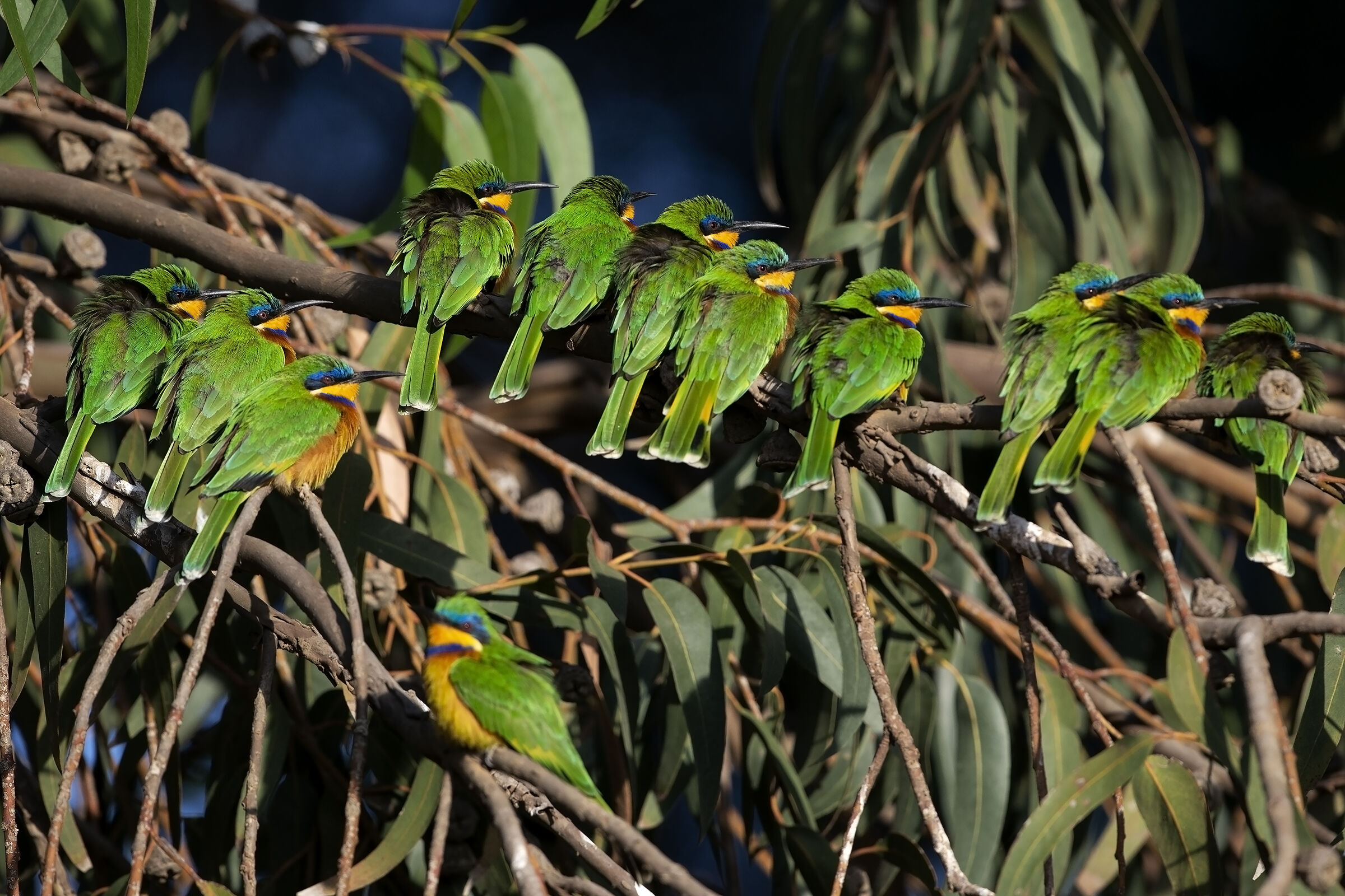 Blue-breasted bee-eaters