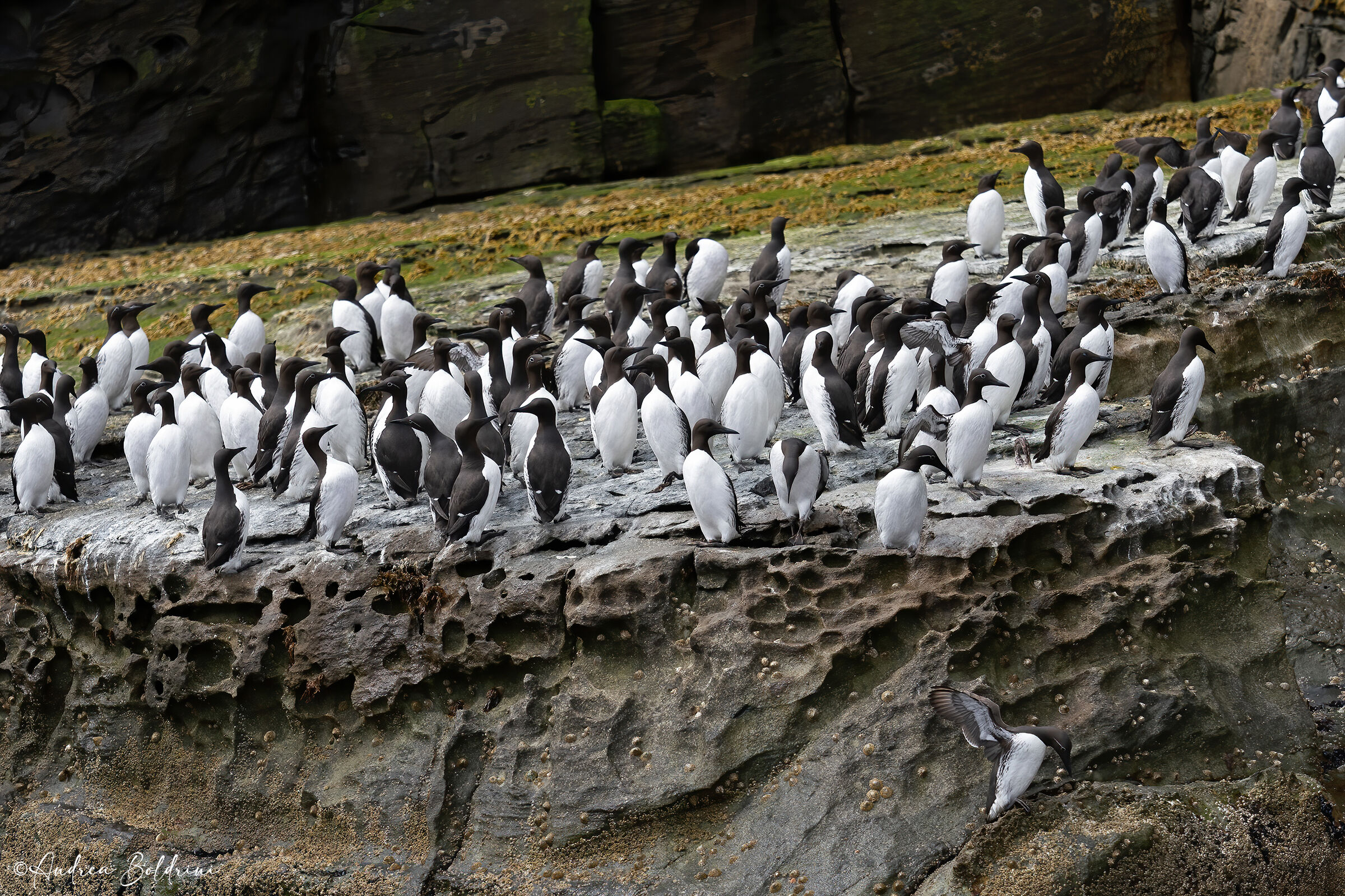 Guillemots