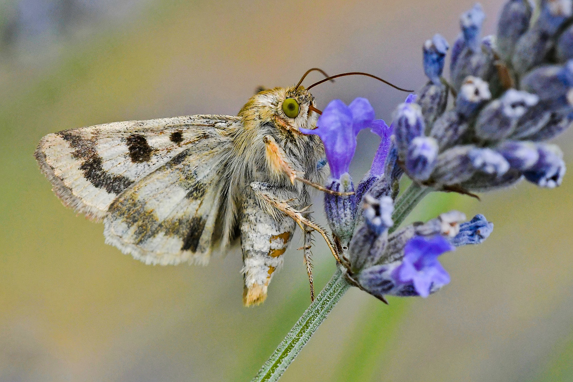 Heliothis on lavender