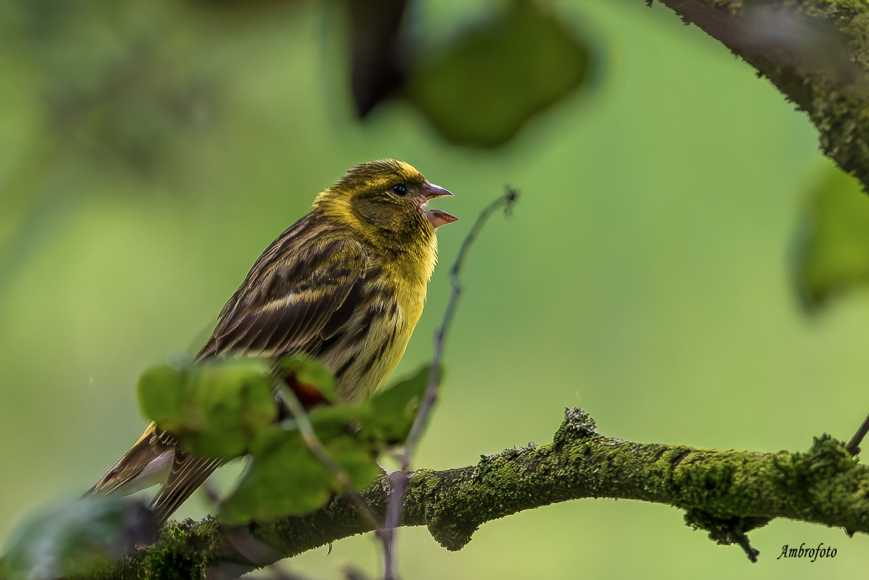 Soloist (verzellino)