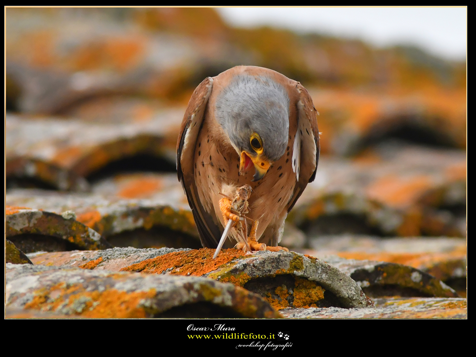 Falco Grillaio www.wildlifefoto.it