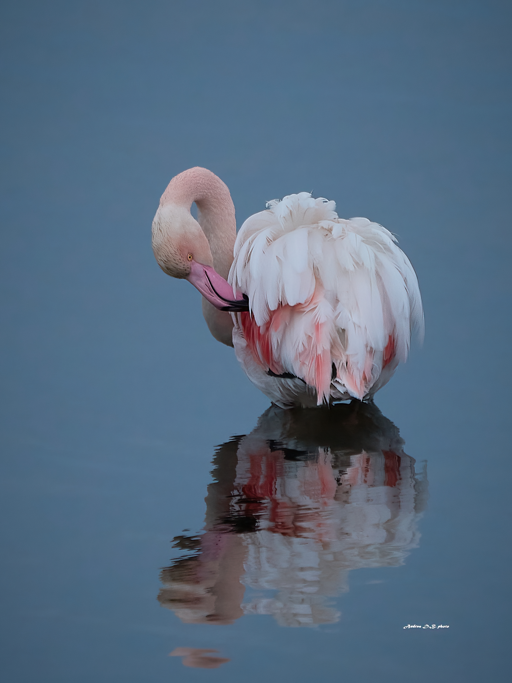 L'alba e il risveglio del fenicottero rosa