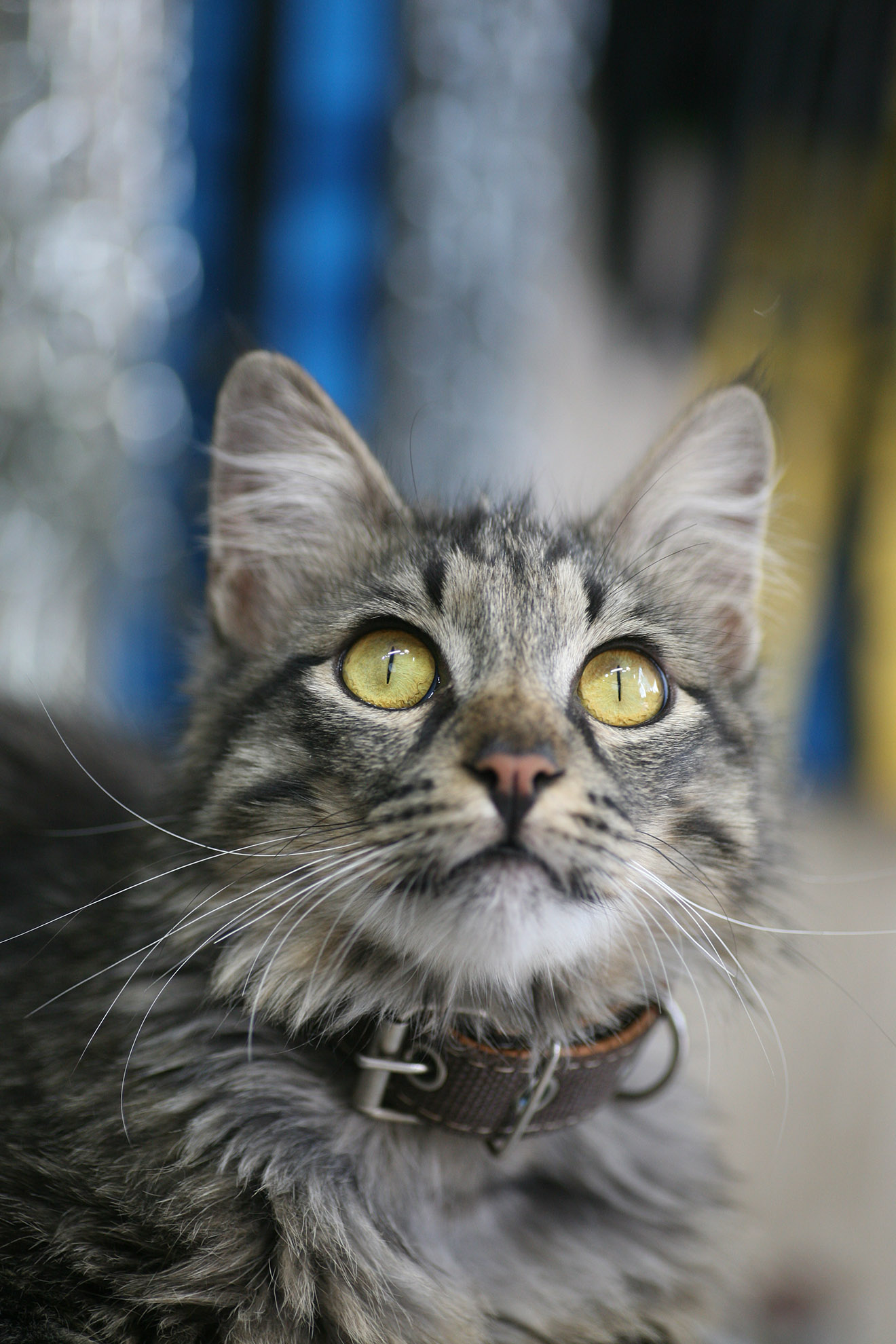 gattino