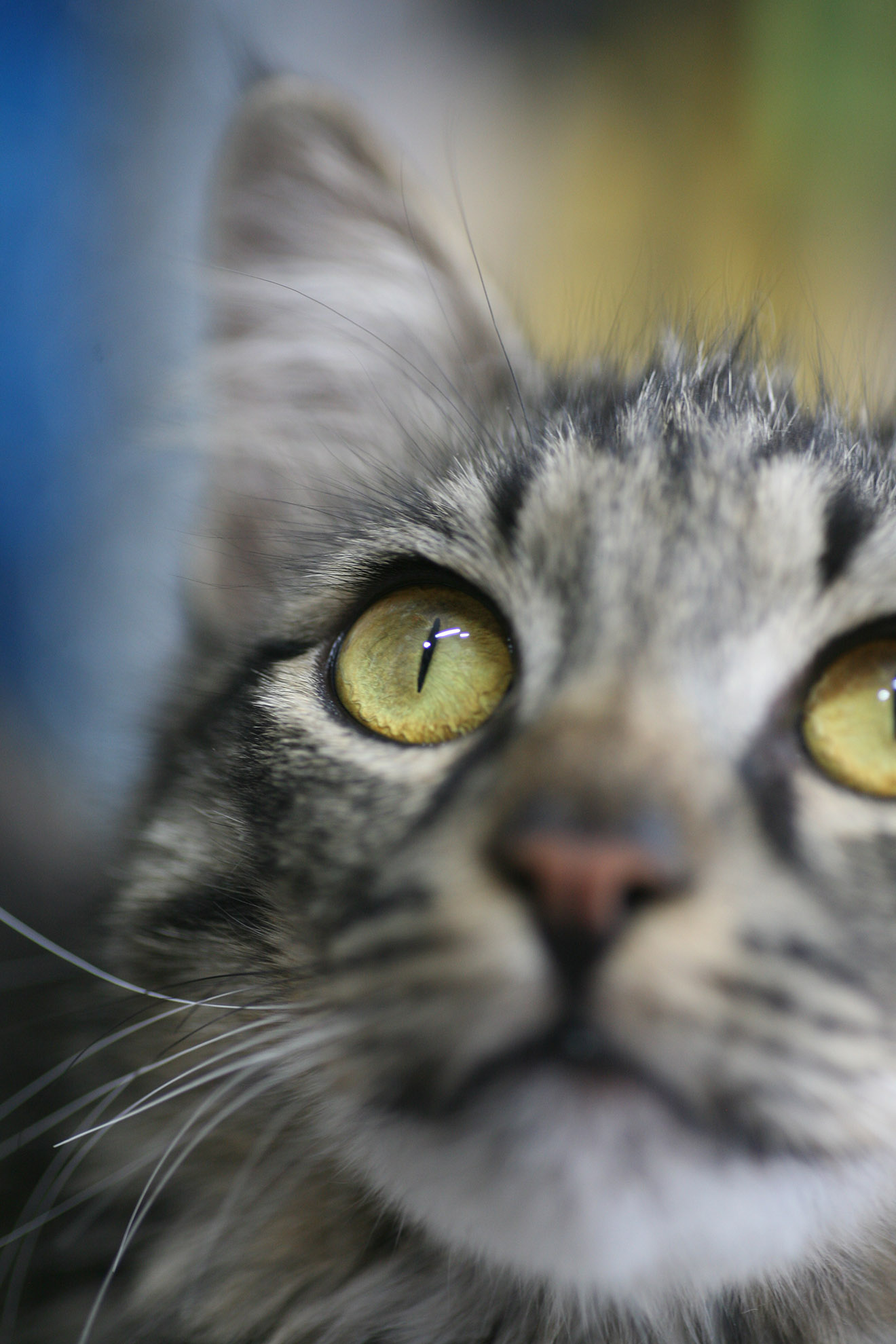 gattino