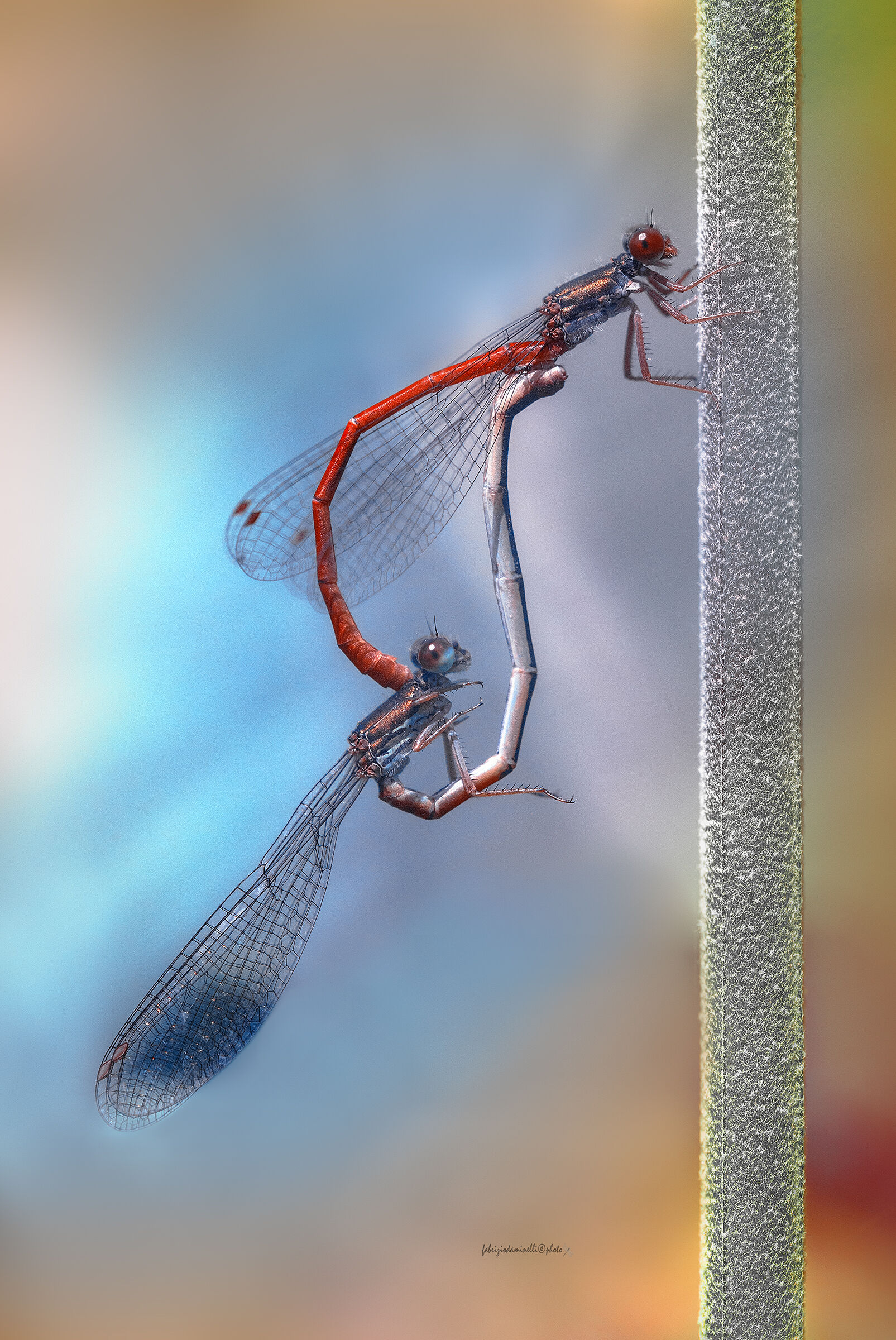 Ceriagrion tenellum