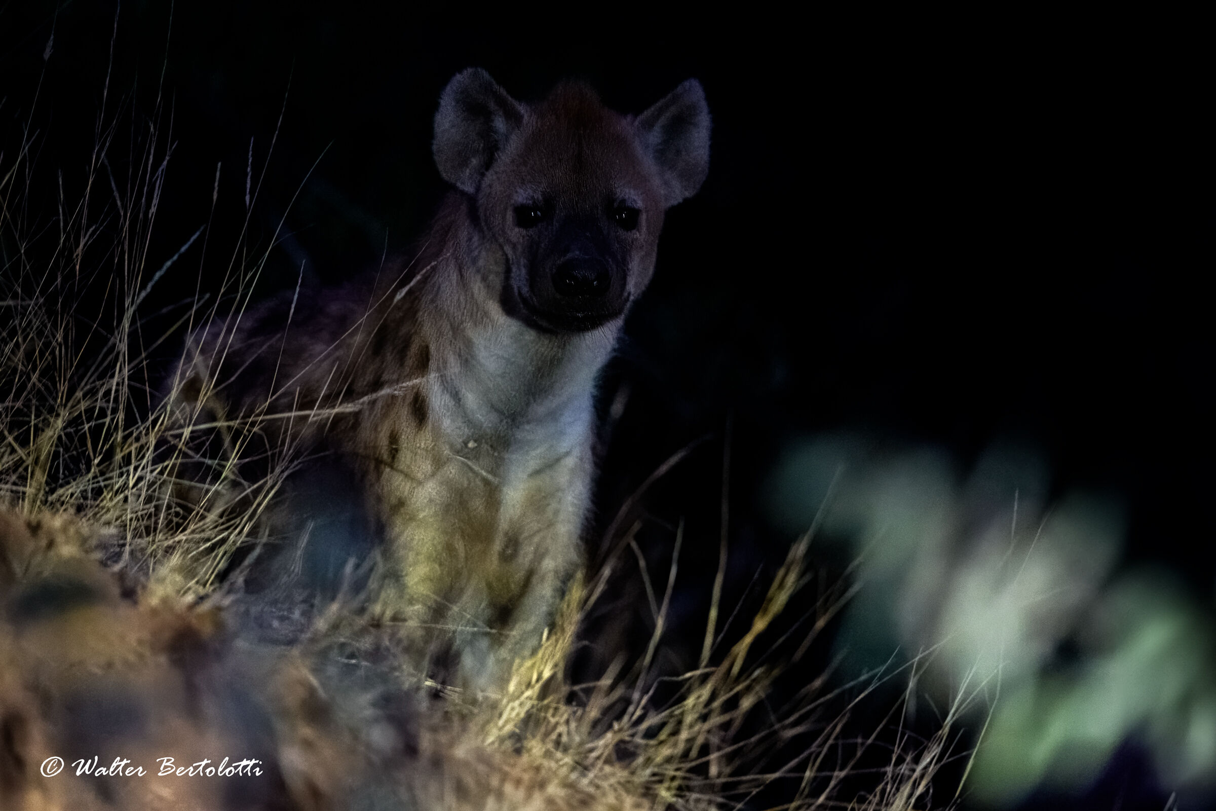 la regina della notte