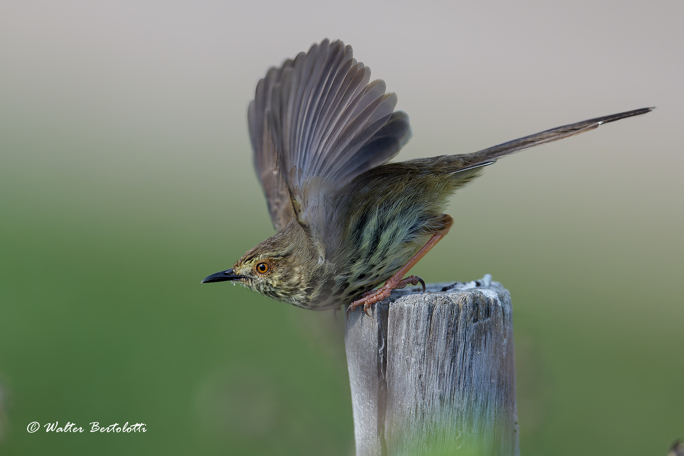 Prinia del karoo