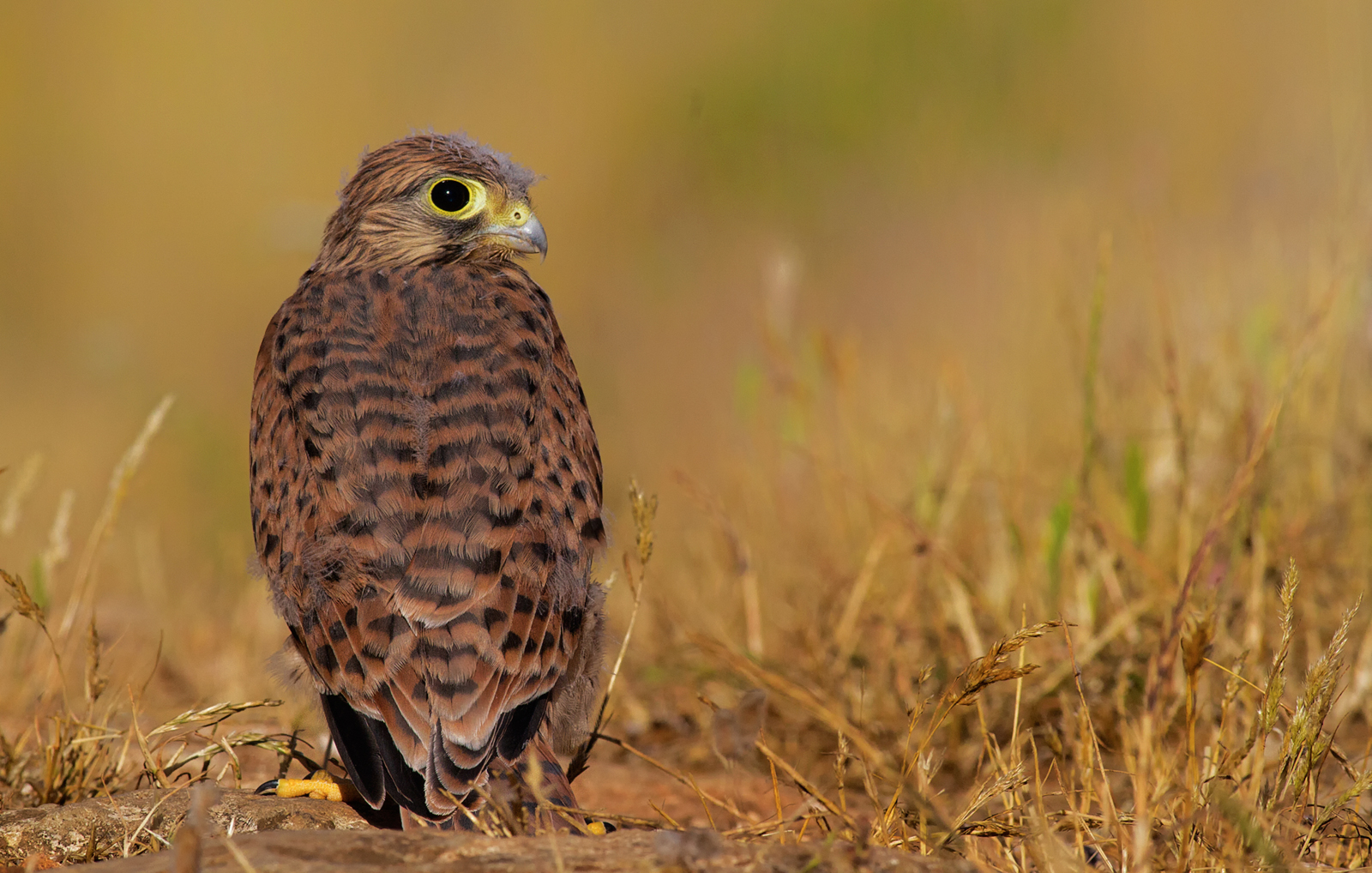 Gheppio...il primo volo