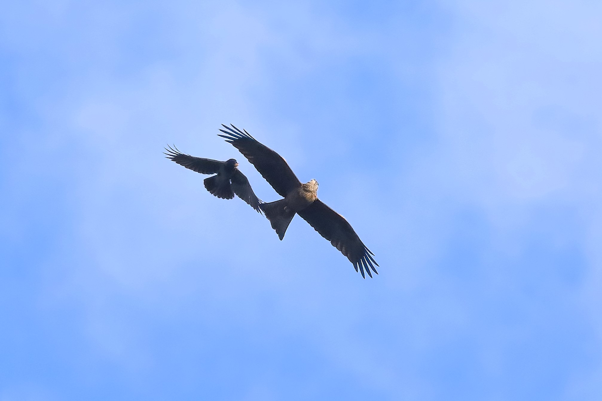 Nibbio bruno 21-03-2024 - 0241