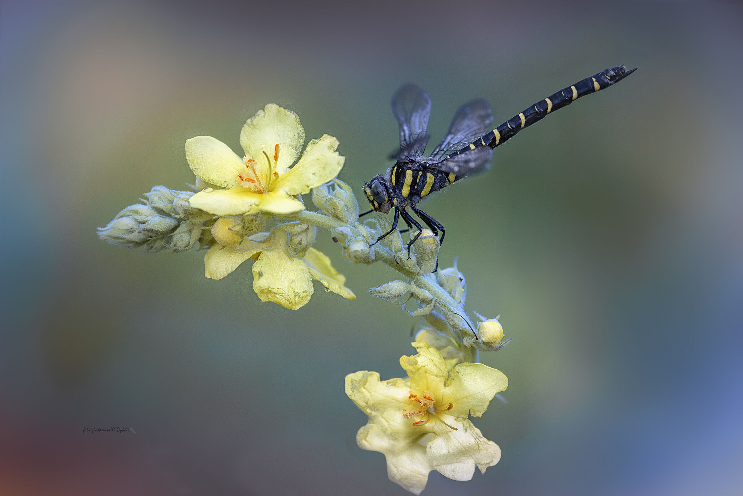 Cordulegaster boltonii