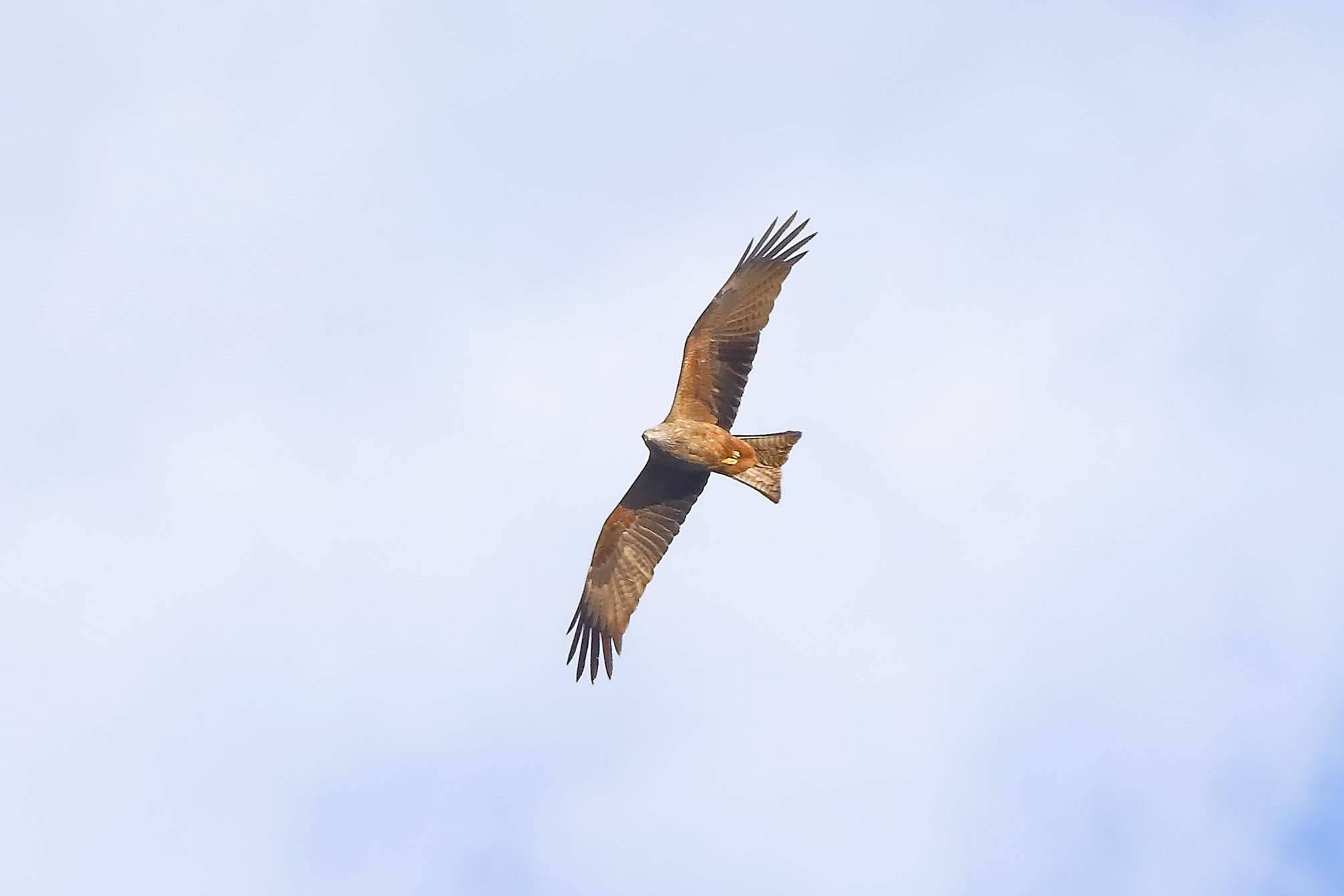 Nibbio bruno 21 marzo 2024 - 0251