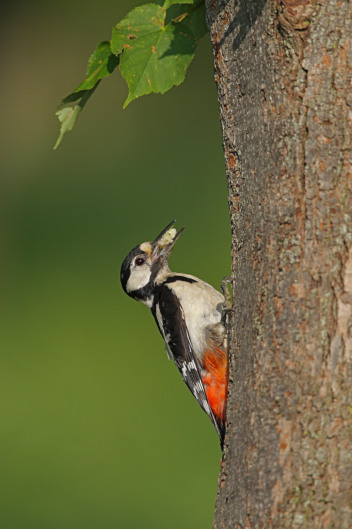 Spotted Woodpecker female
