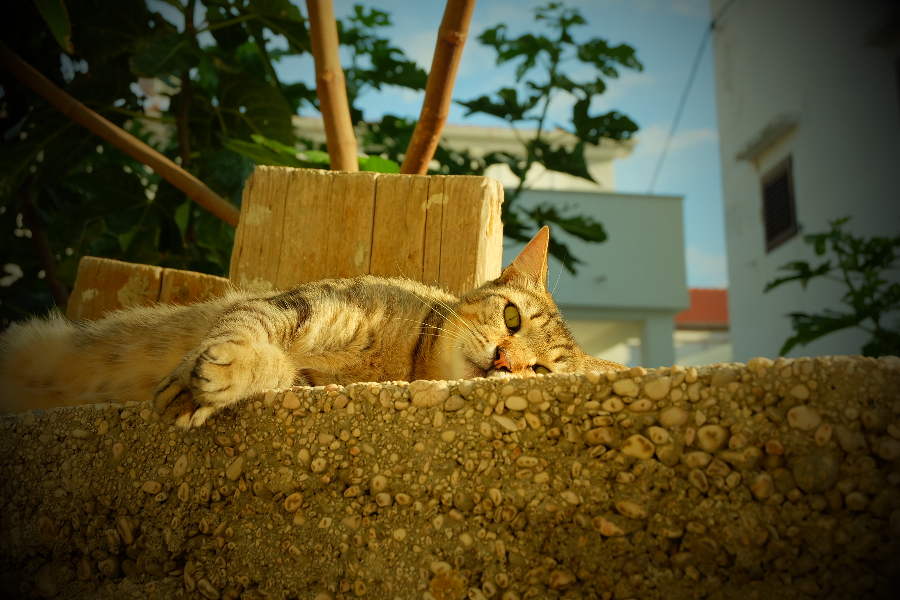 Camouflage at sunset
