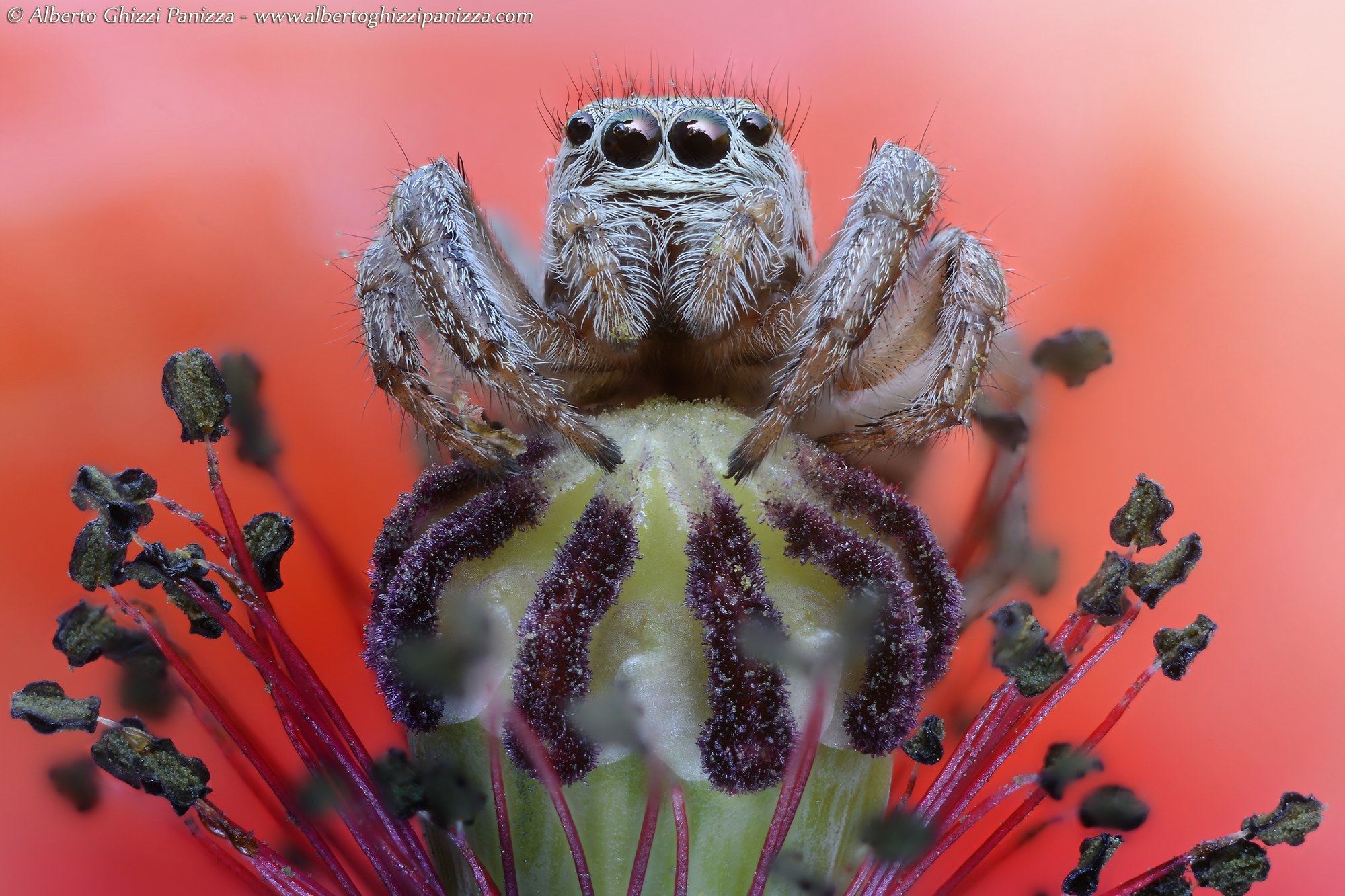 Jumping Spider on poppy