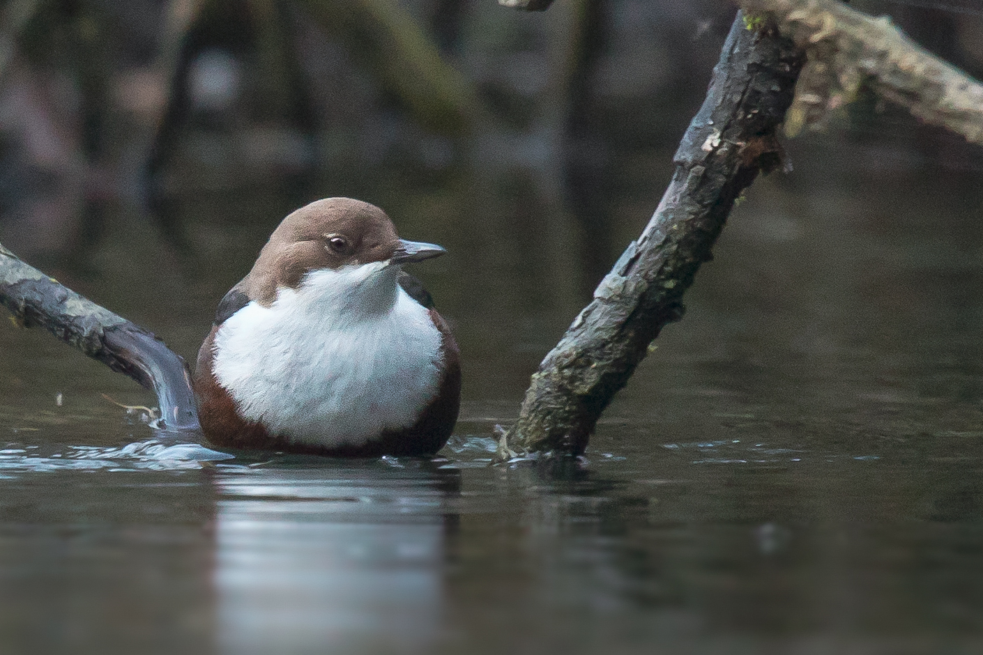White-throated dipper