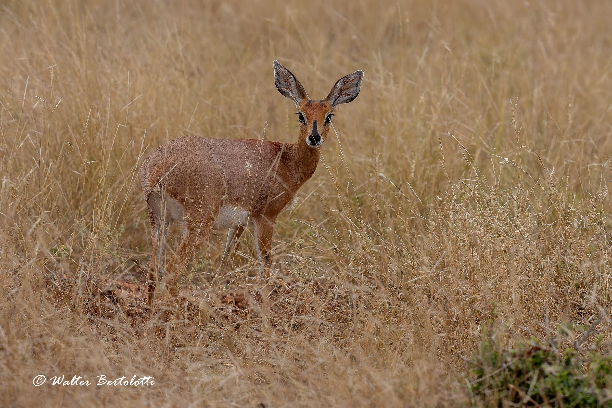 Raphicerus campestris
