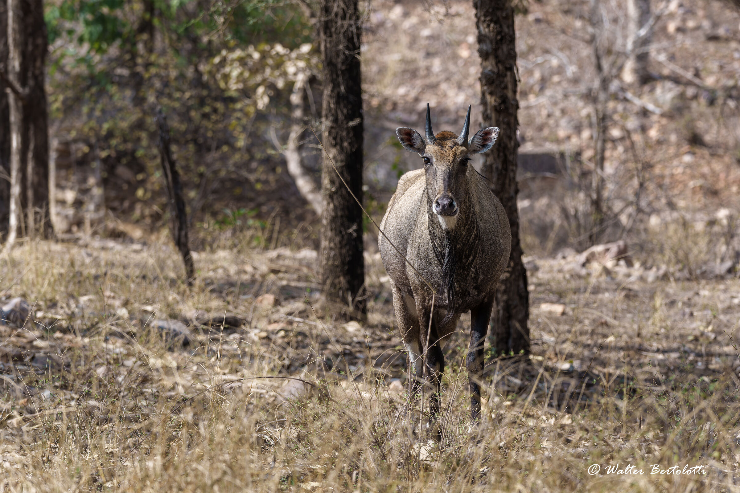 Nilgai