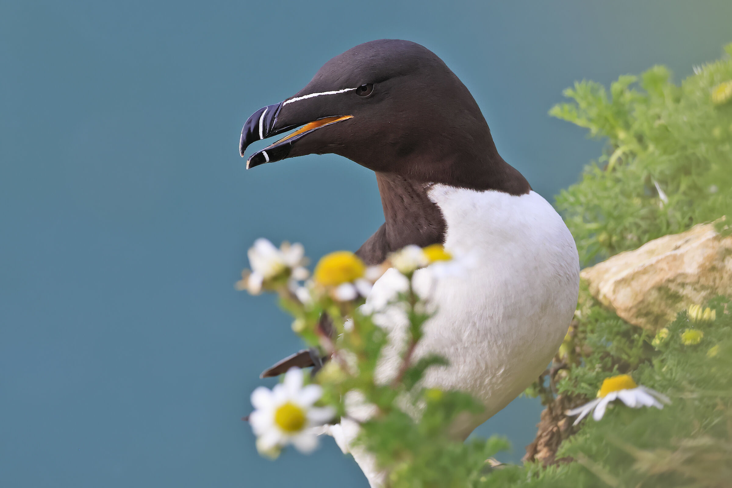 Razorbill