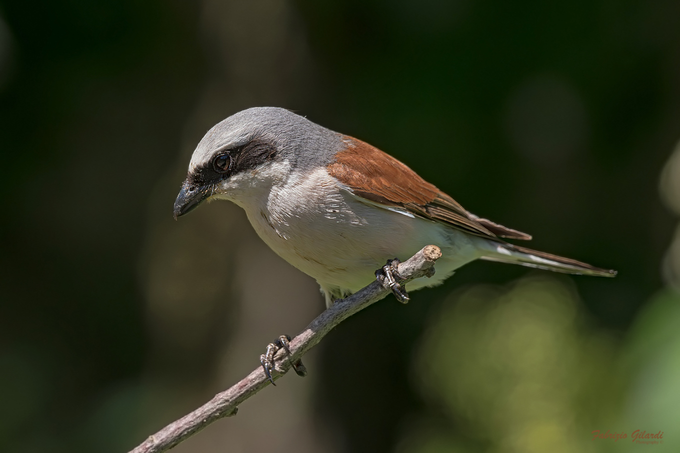 Lanius collurio (Averla piccola)