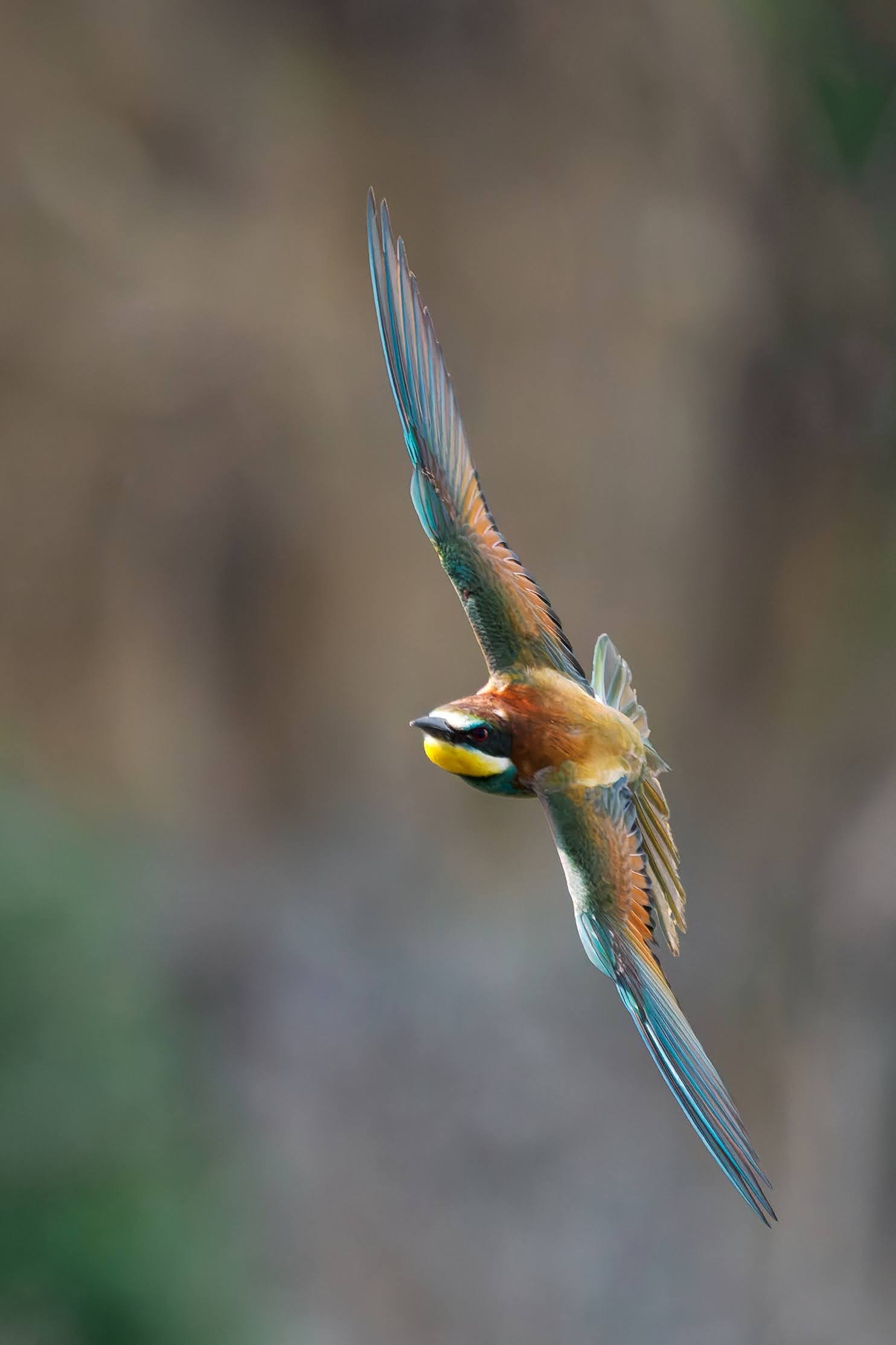 Bee-eater