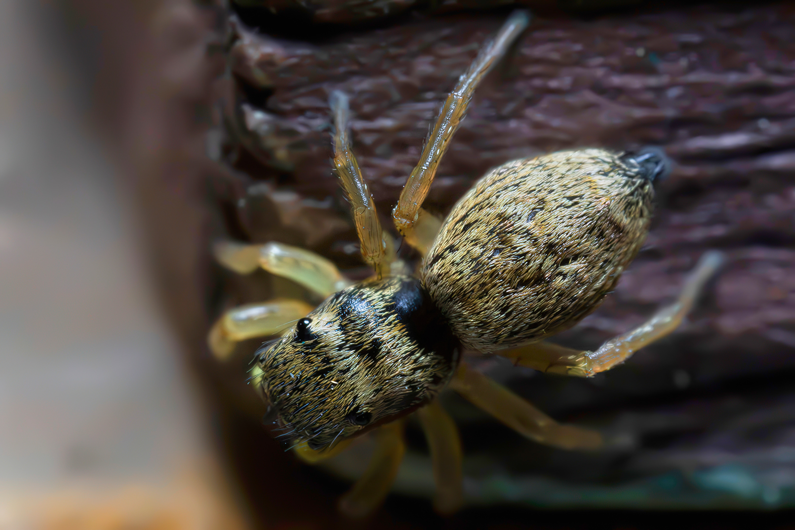 Heliophanus tribulosus