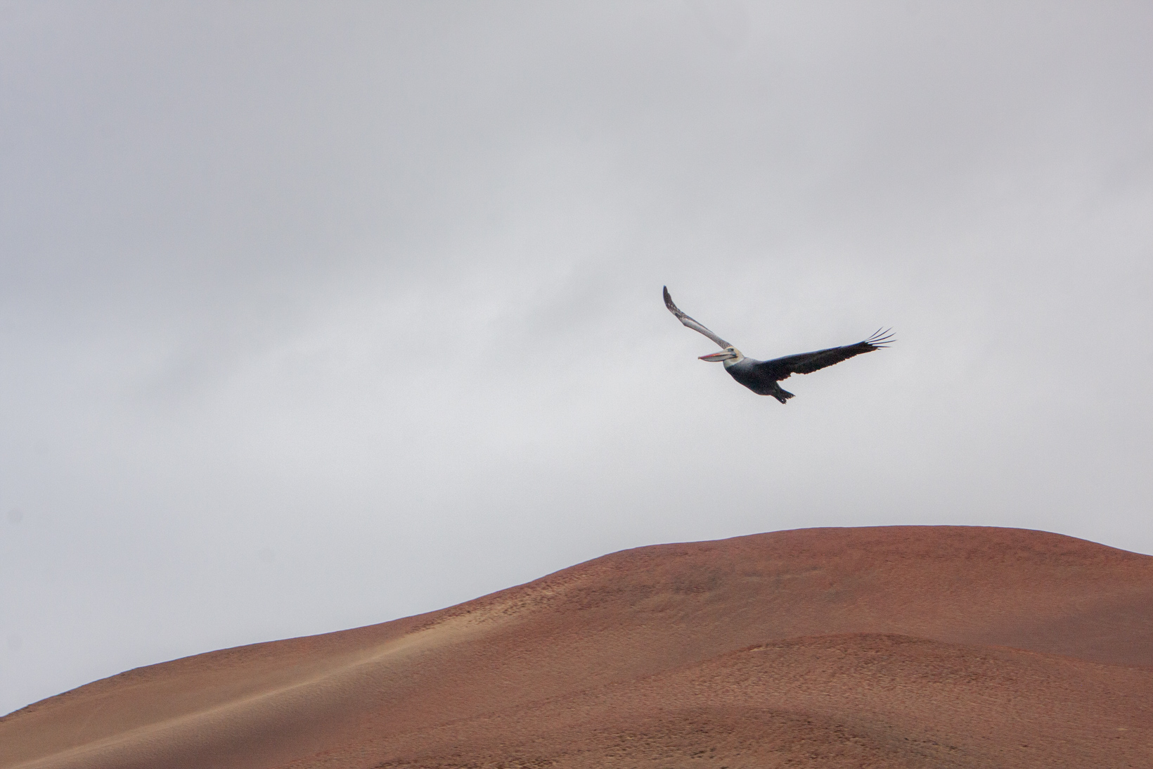 Flying in the desert 01