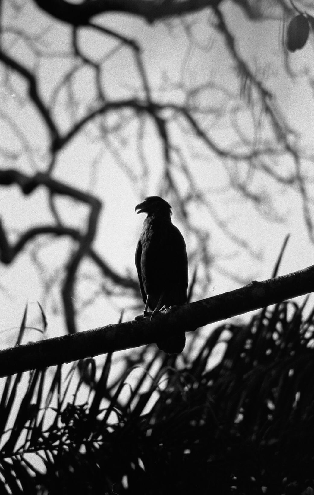 Welcome to the Jungle