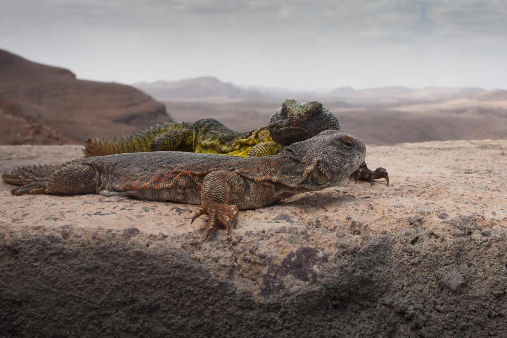 Colors in the desert