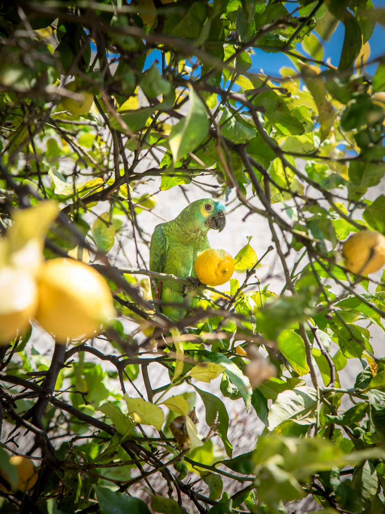 Lemon Tree