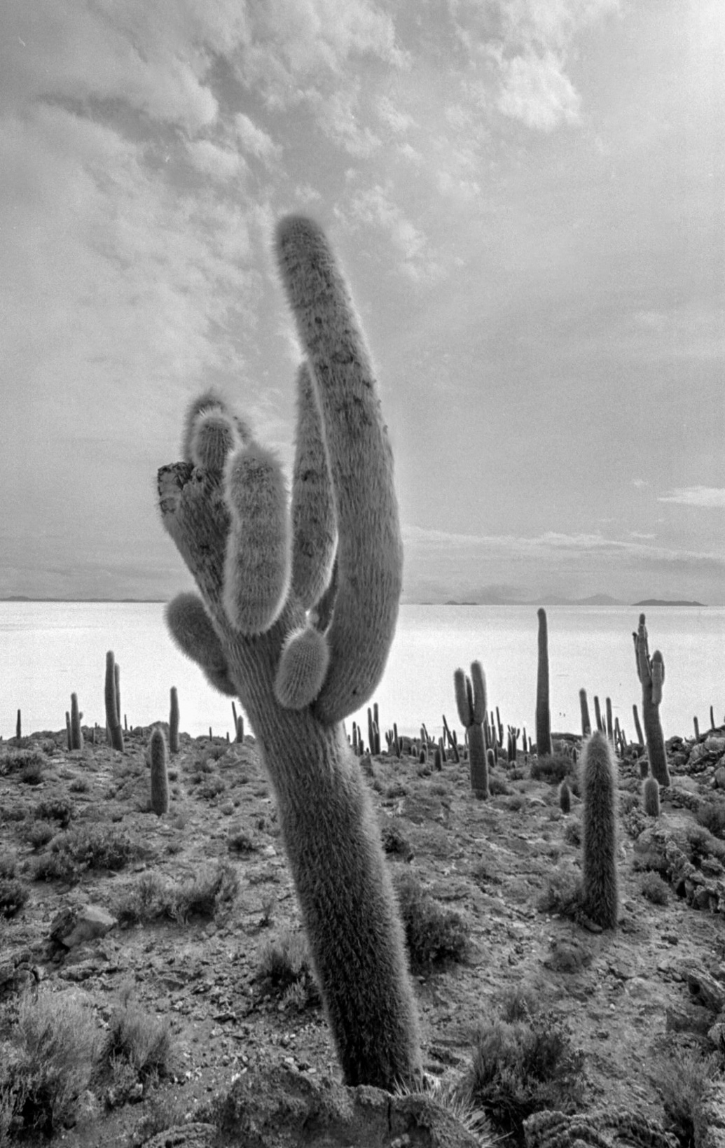Uyuni Cactus