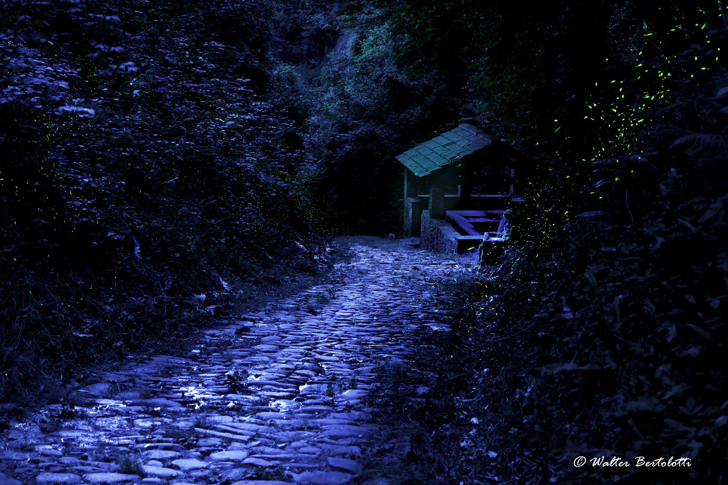 le piccole luci della notte