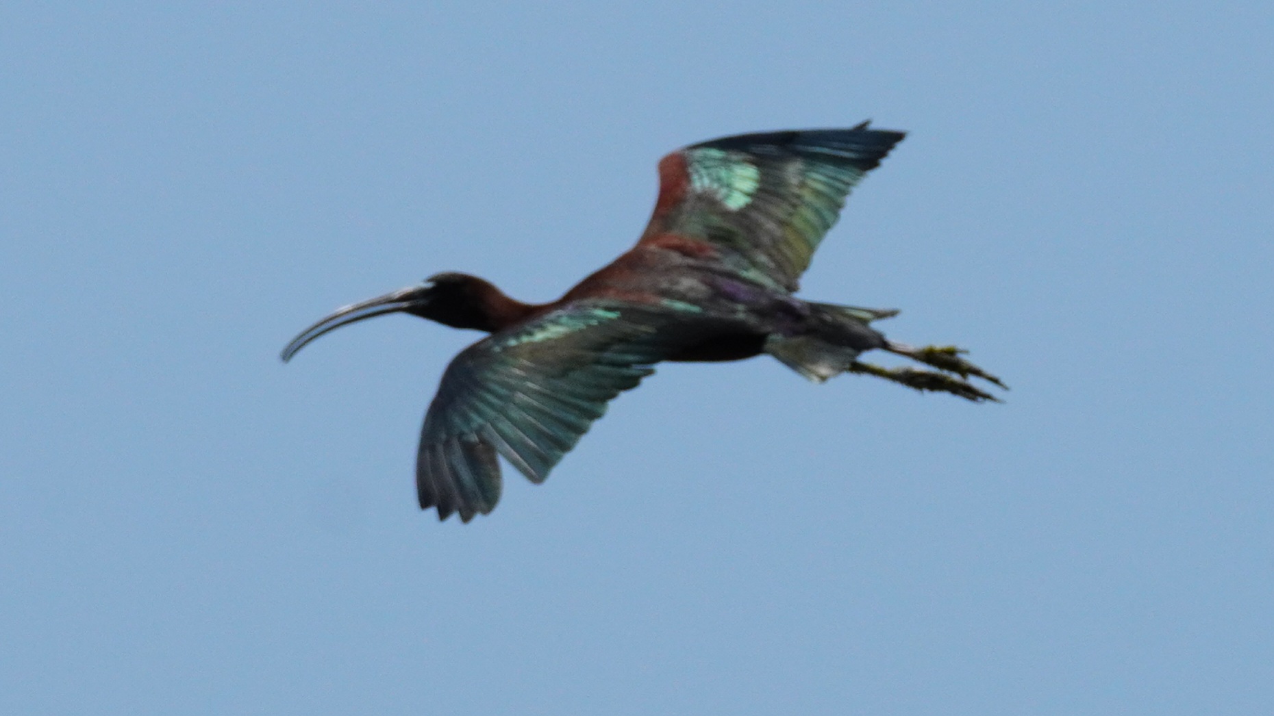 Miniature bird in flight