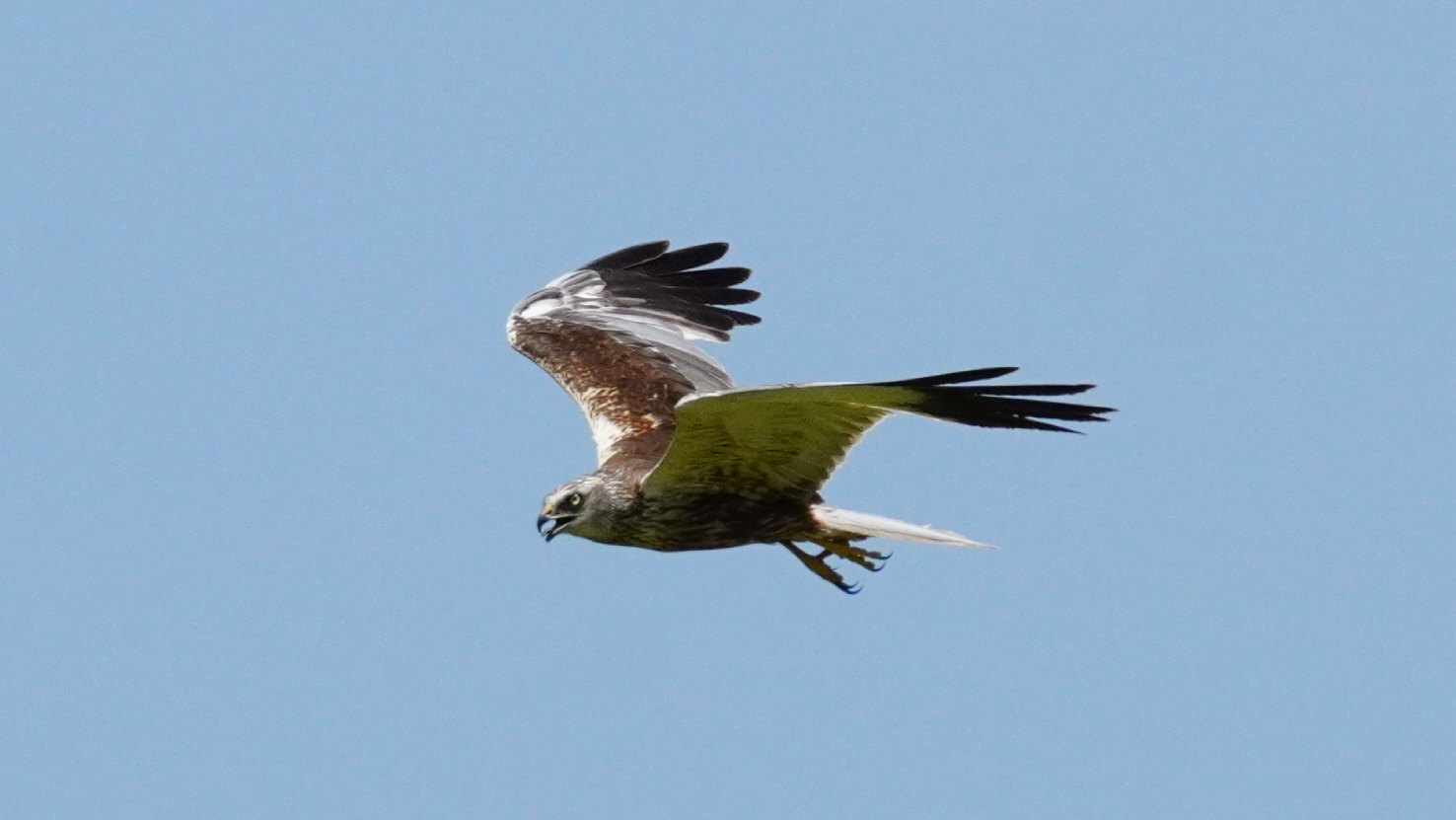 Falco di palude maschio