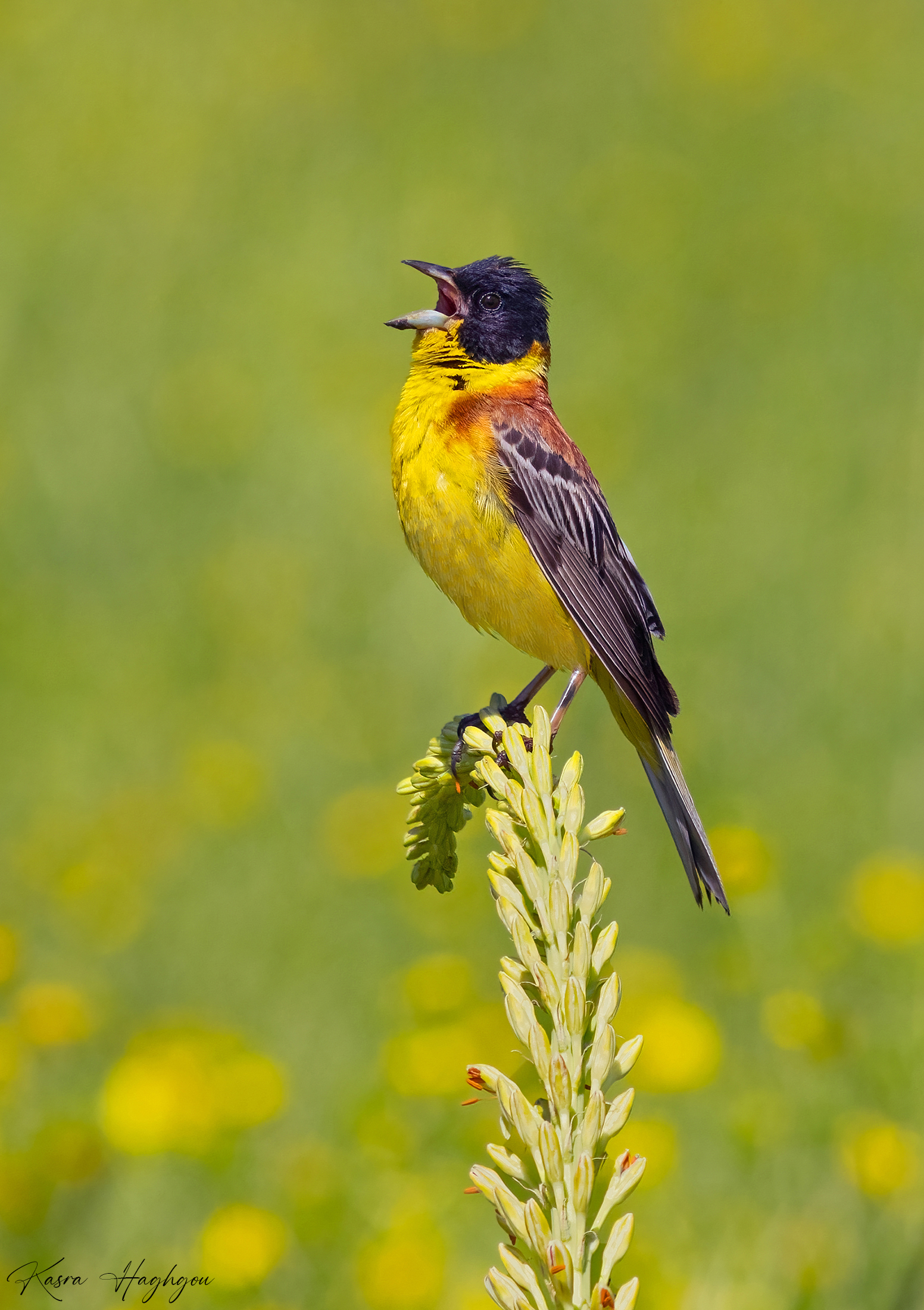 Black-headed bunting
