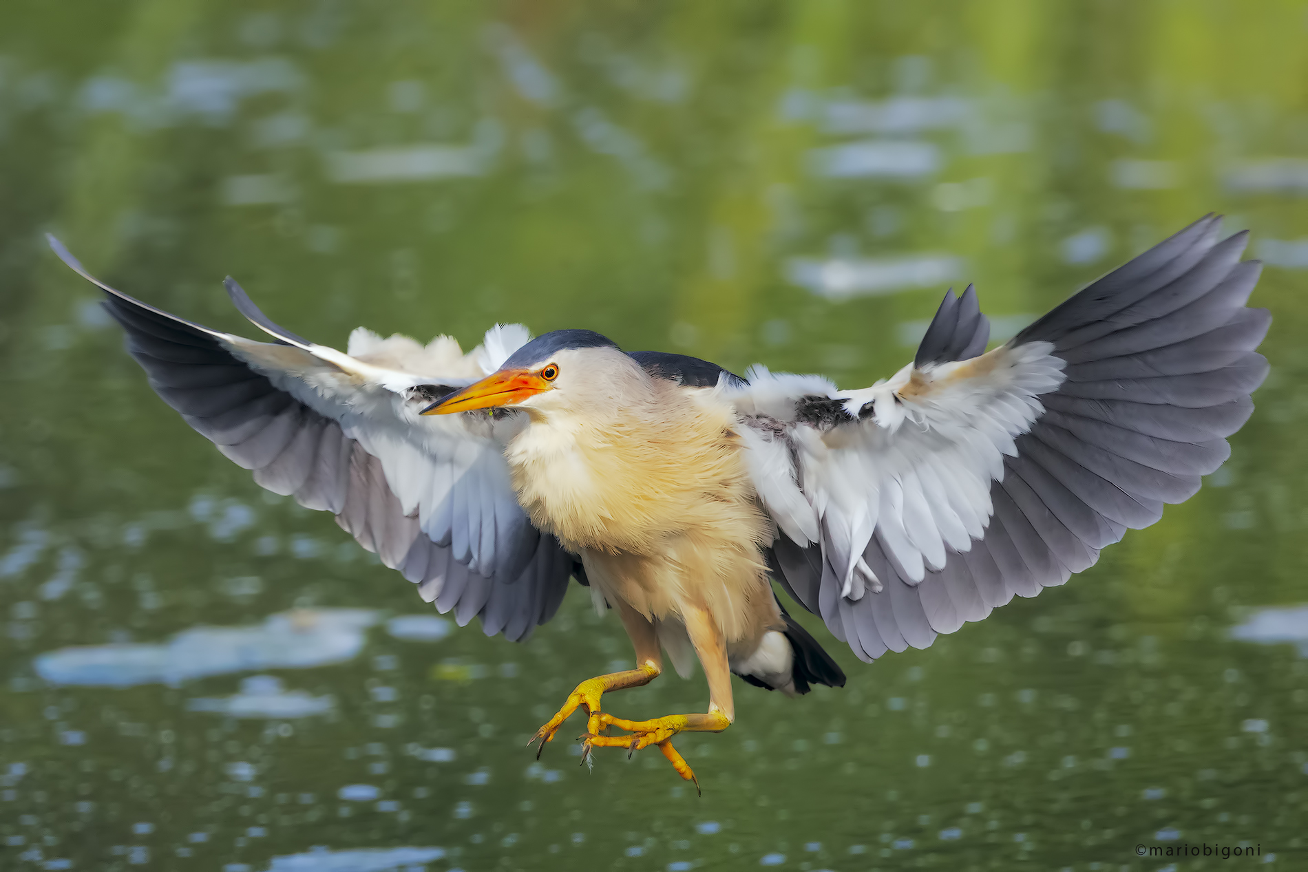 Male bittern