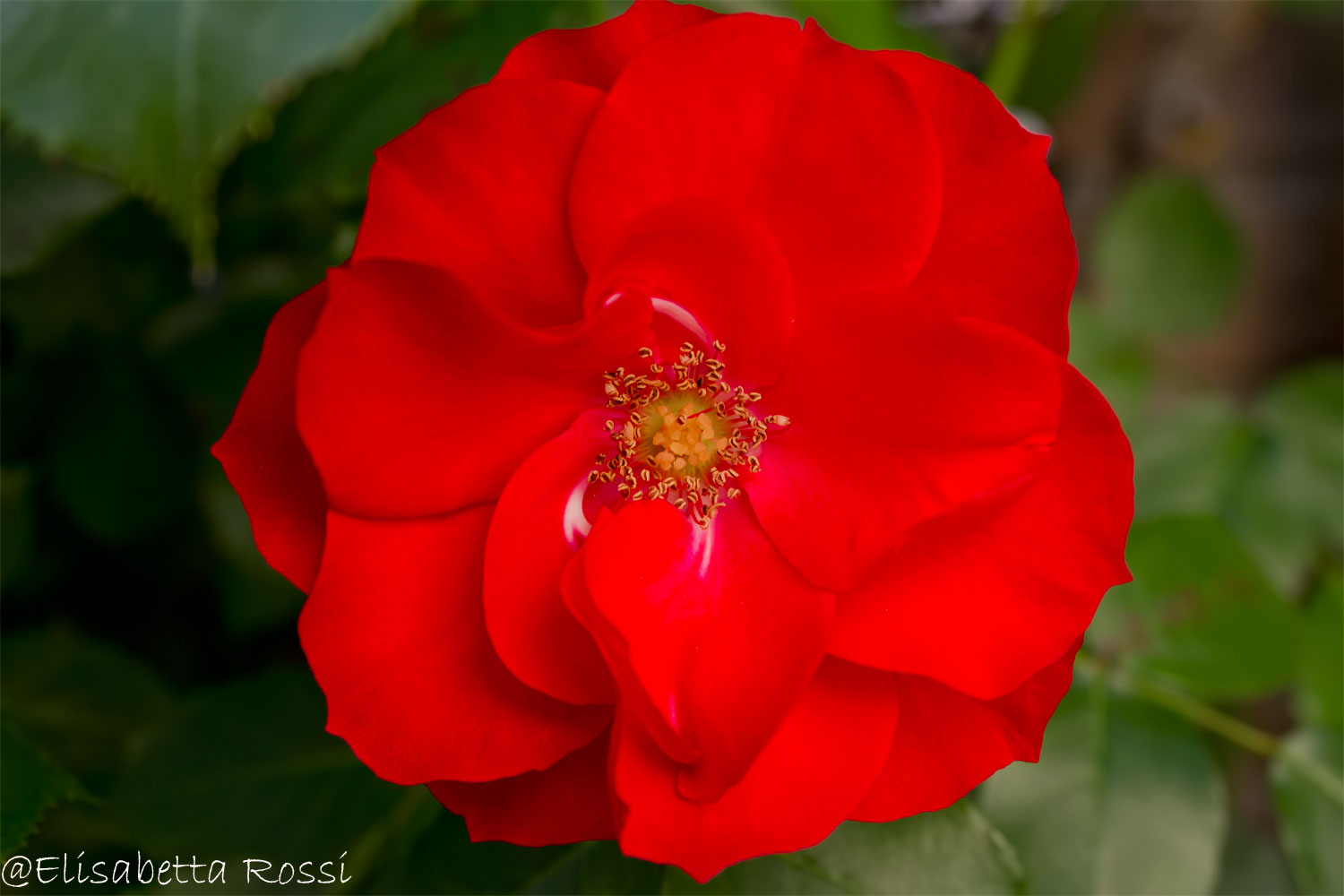 Rosa