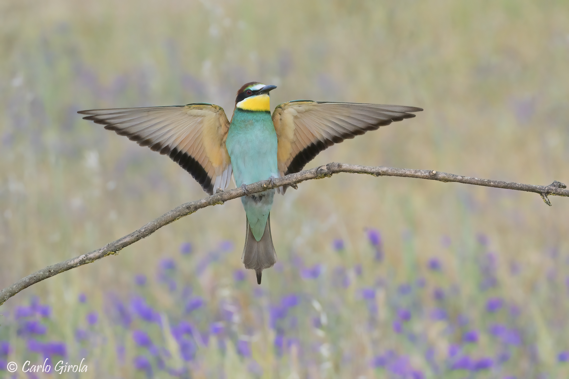 Gruccione (Merops apiaster)
