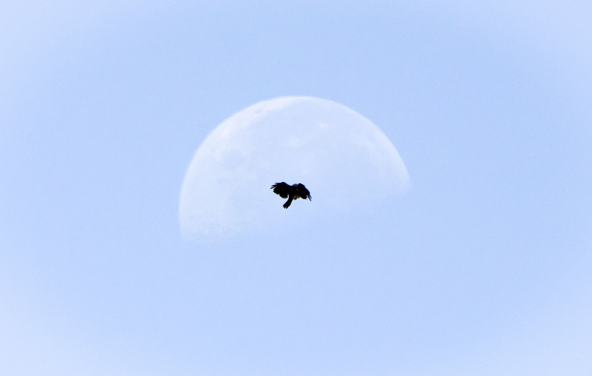 The Moon and the Raven