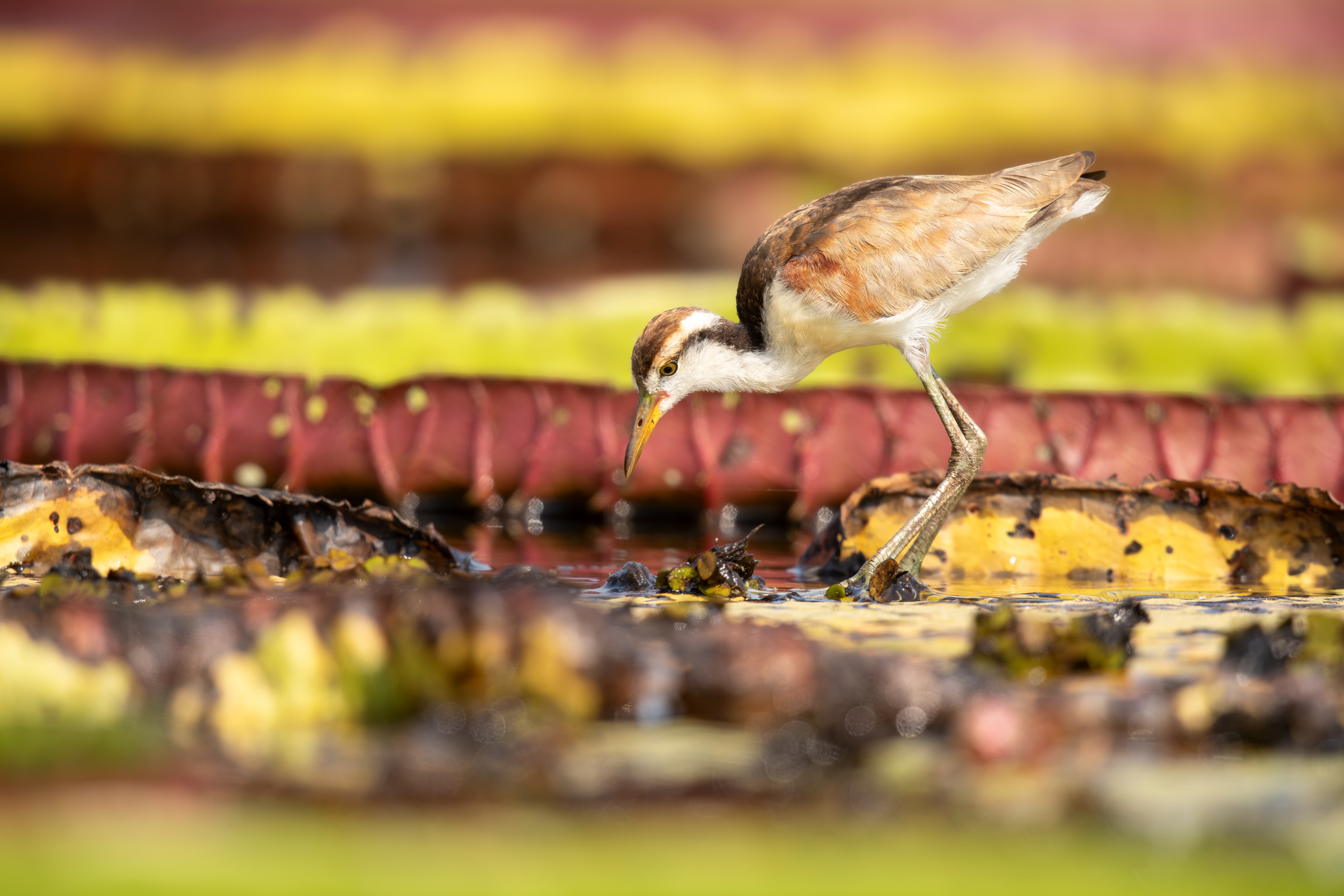 Jacana dai Bargigli...
