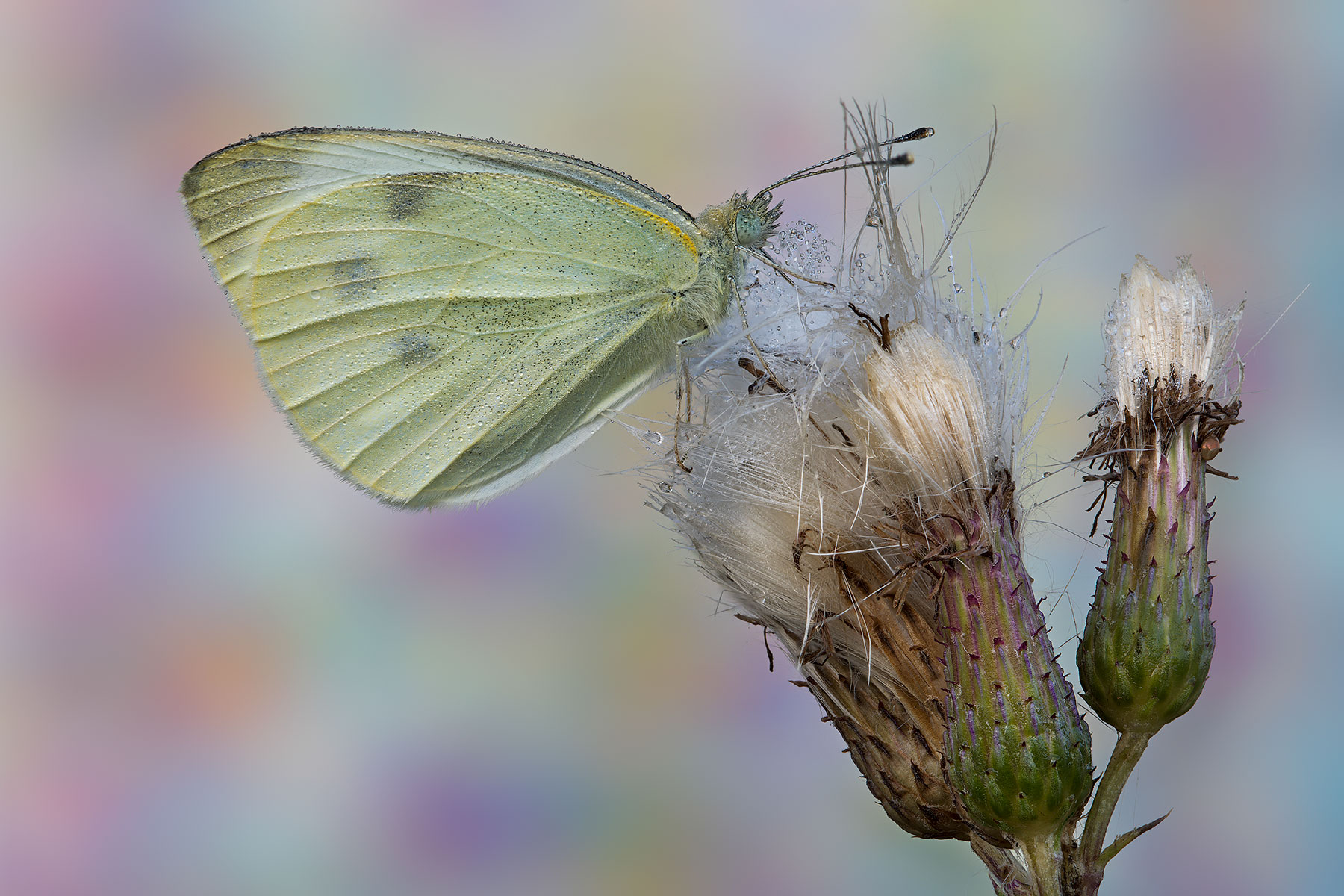 Cabbage on thistle