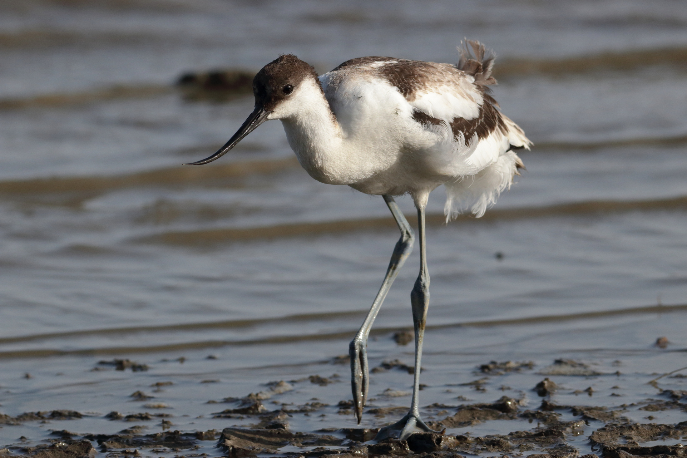 Young avocet