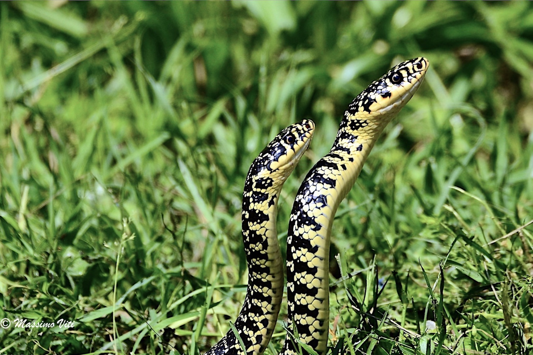 L'eleganza - Biacchi ( Coluber viridiflavus )