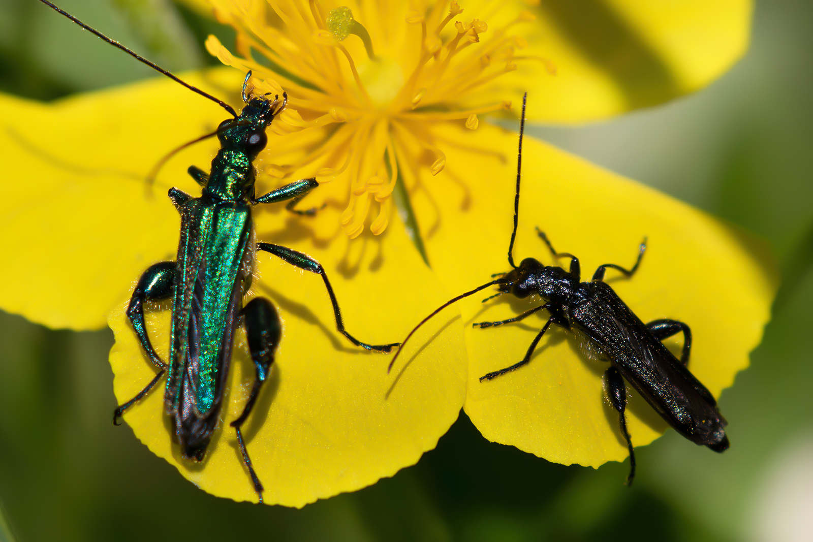 Oedemera nobilis and Oedemera atrata