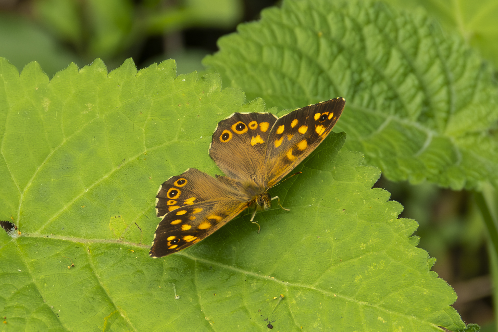 Chance encounters in the undergrowth