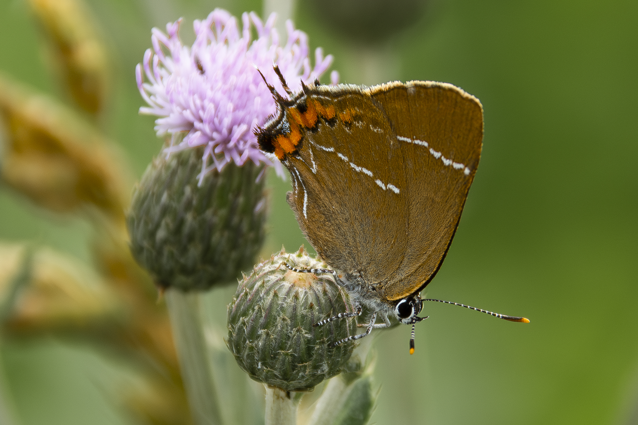 Chance encounters in the undergrowth