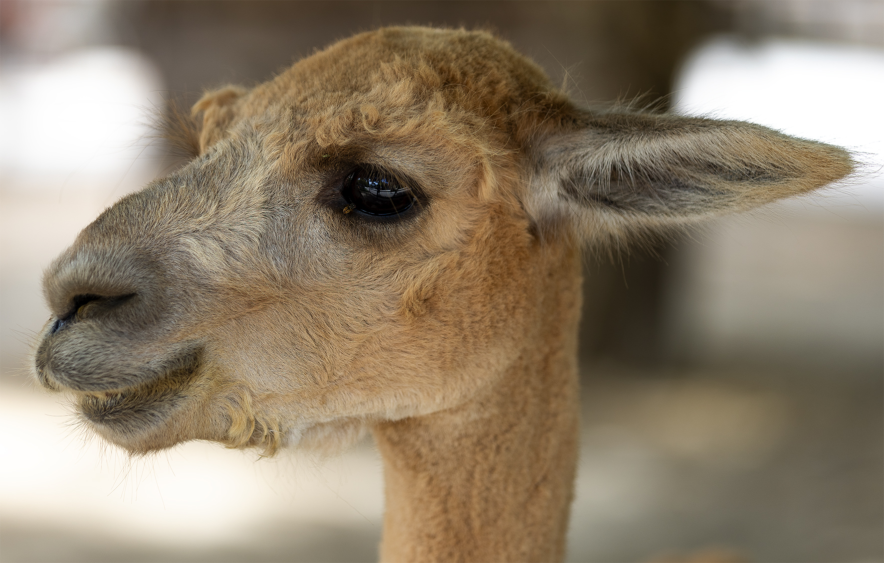 L'alpaca