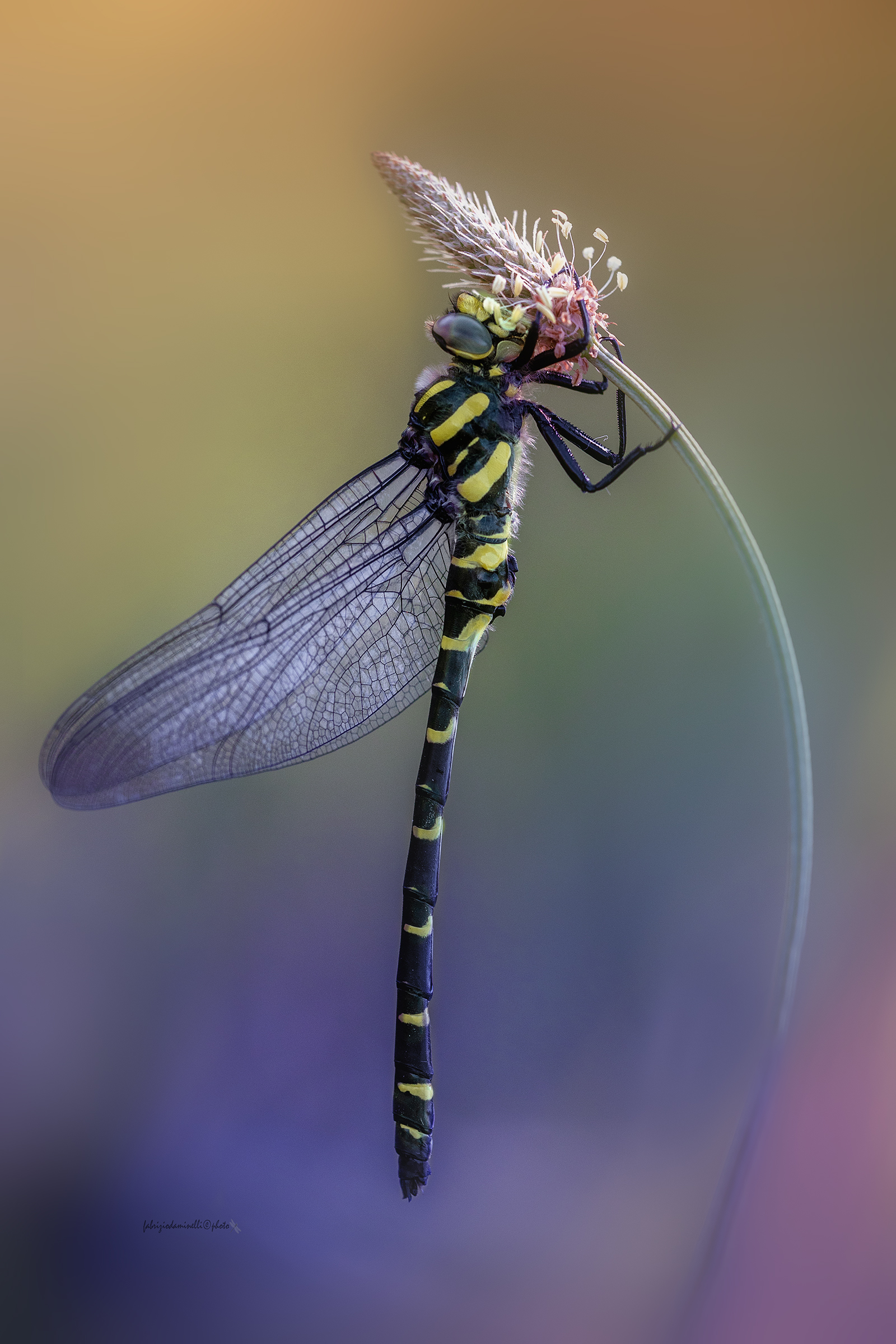 Cordulegaster boltonii