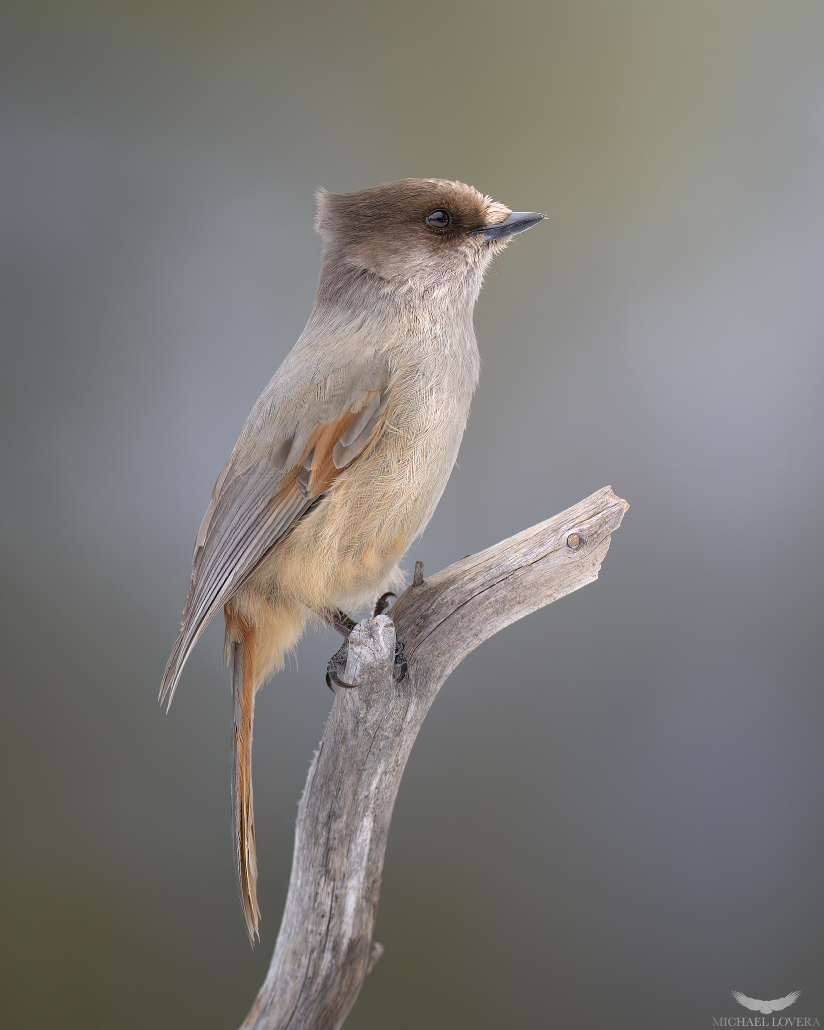 Ghiandaia Siberiana