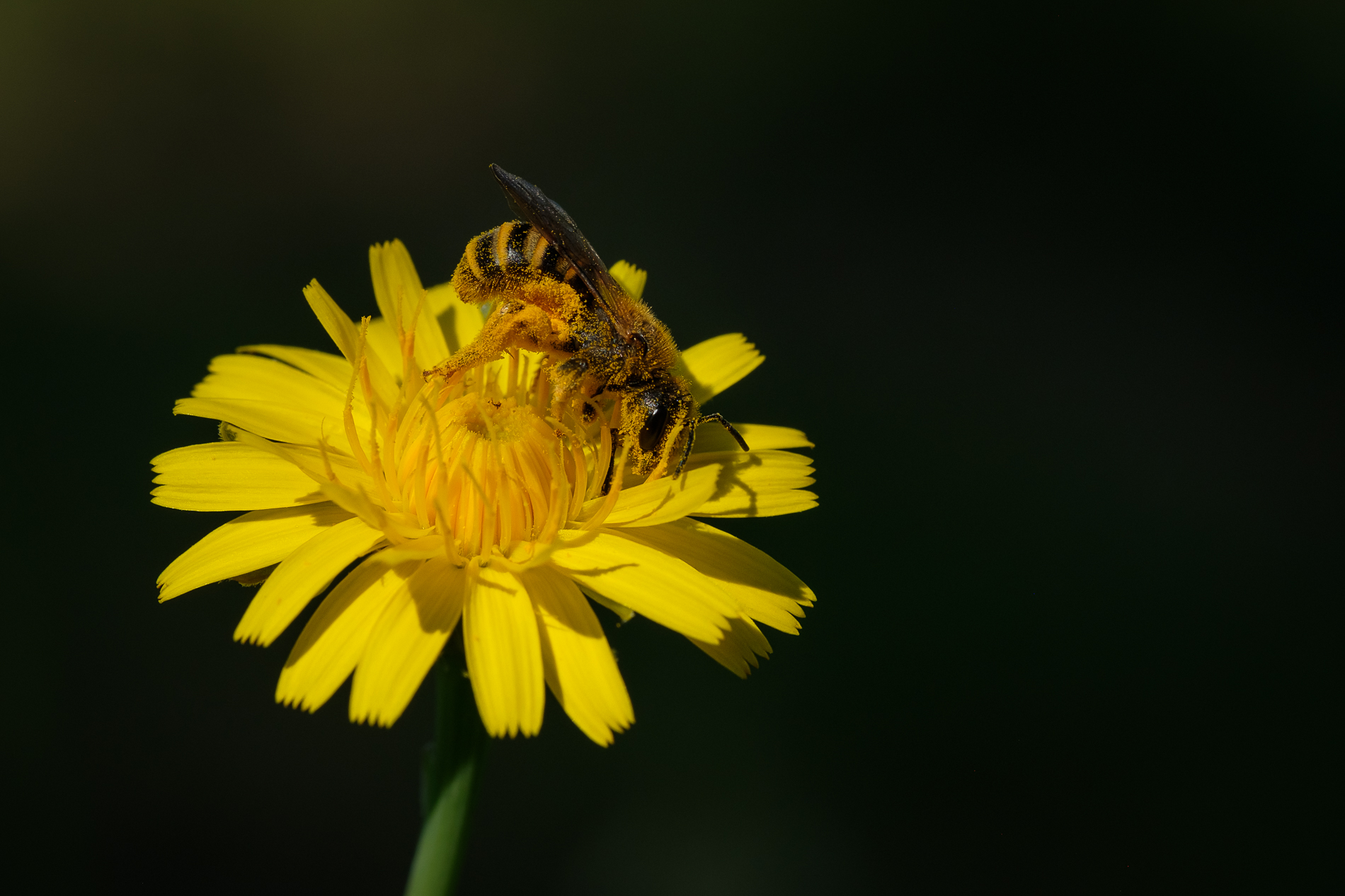Polvere d'oro